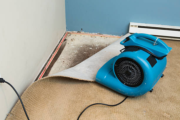Best Sewage cleanup and water damage restoration  in Lena, IL